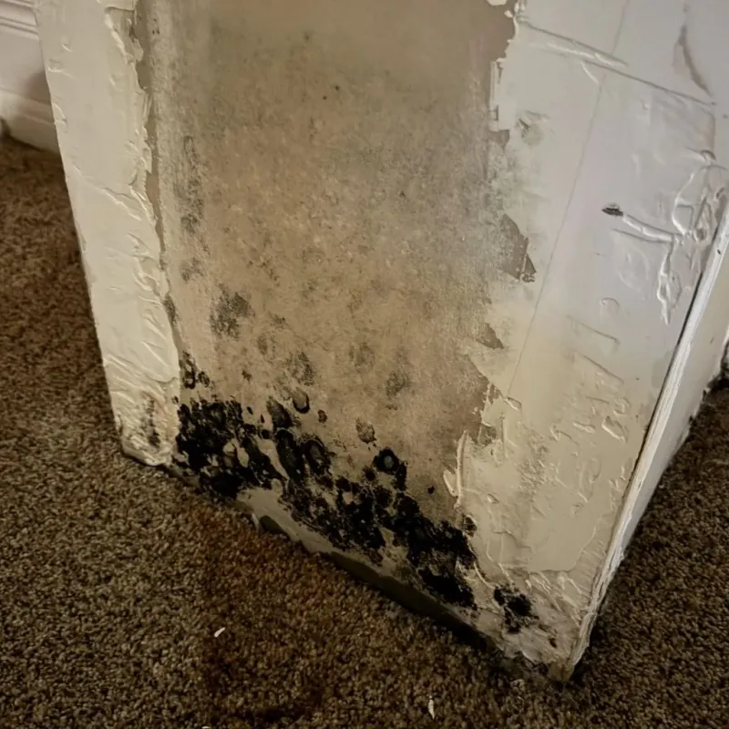 Professional Mold Removal in Fallbrook, CA